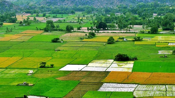 बिहार में अब सरकारी कर्मचारियों की खत्म होगी मनमानी, ऑनलाइन मिलेगा जमीन दखल कब्जा का सर्टिफिकेट