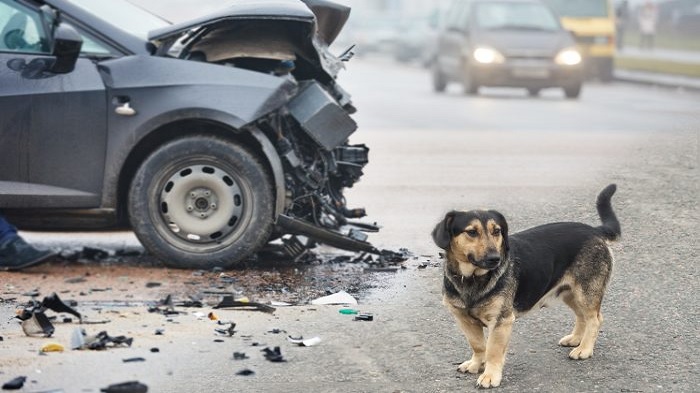 कुत्‍ता को बचाने में बैंक अधिकारी ने गवाई मां की जान, डवाइडर से टकराई कार, खुद भी हुआ जख्मी