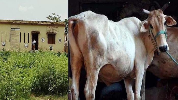 13 हजार करोड़ के स्वास्थ्य बजट वाले बिहार में कहीं स्वास्थ्य केंद्र में बांधे जा रहे गाय, तो कहीं शौचालय तक नहीं